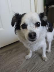 Found/Stray Female Dog last seen Melody Lane, Las Vegas, NV 89108
