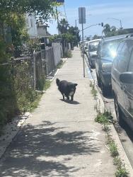 Found/Stray Unknown Dog last seen Landis street, near the swim center , San Diego, CA 92105