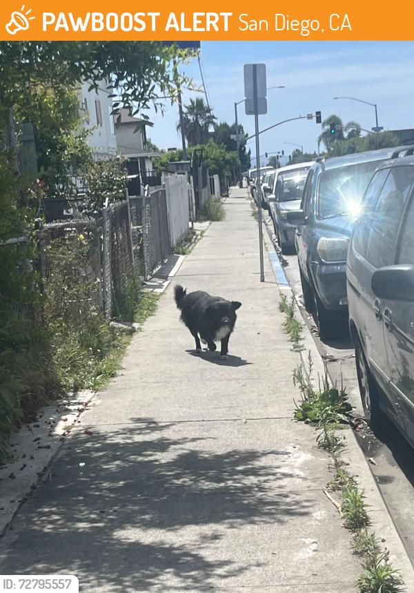 Found/Stray Unknown Dog last seen Landis street, near the swim center , San Diego, CA 92105