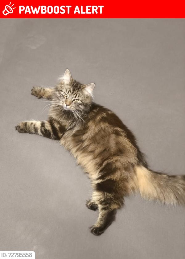 Lost Female Cat last seen B69 1BQ, West Midlands, England B69 1BQ