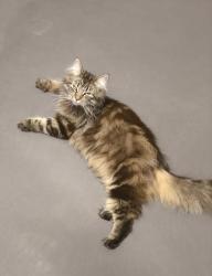 Lost Female Cat last seen B69 1BQ, West Midlands, England B69 1BQ