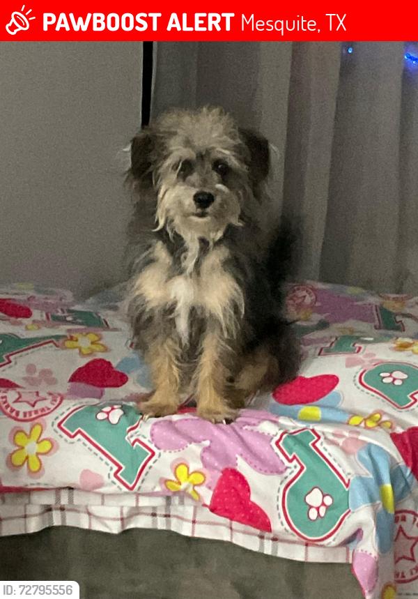 Lost Male Dog last seen Sesame Street,Mesquite,Tx 75149, Mesquite, TX 75149
