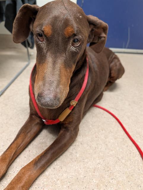 Shelter Stray Female Dog last seen Near BLOCK PIONEER DR, BAKERSFIELD CA 93306, Bakersfield, CA 93308