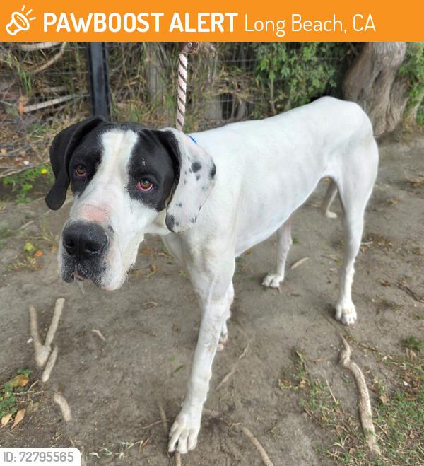 Found/Stray Male Dog last seen Near Long Beach Blvd, Long Beach, CA 90813, Long Beach, CA 90813