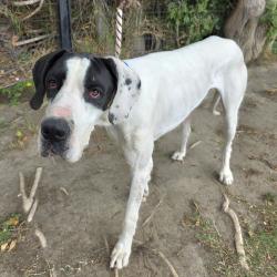 Found/Stray Male Dog last seen Near Long Beach Blvd, Long Beach, CA 90813, Long Beach, CA 90813