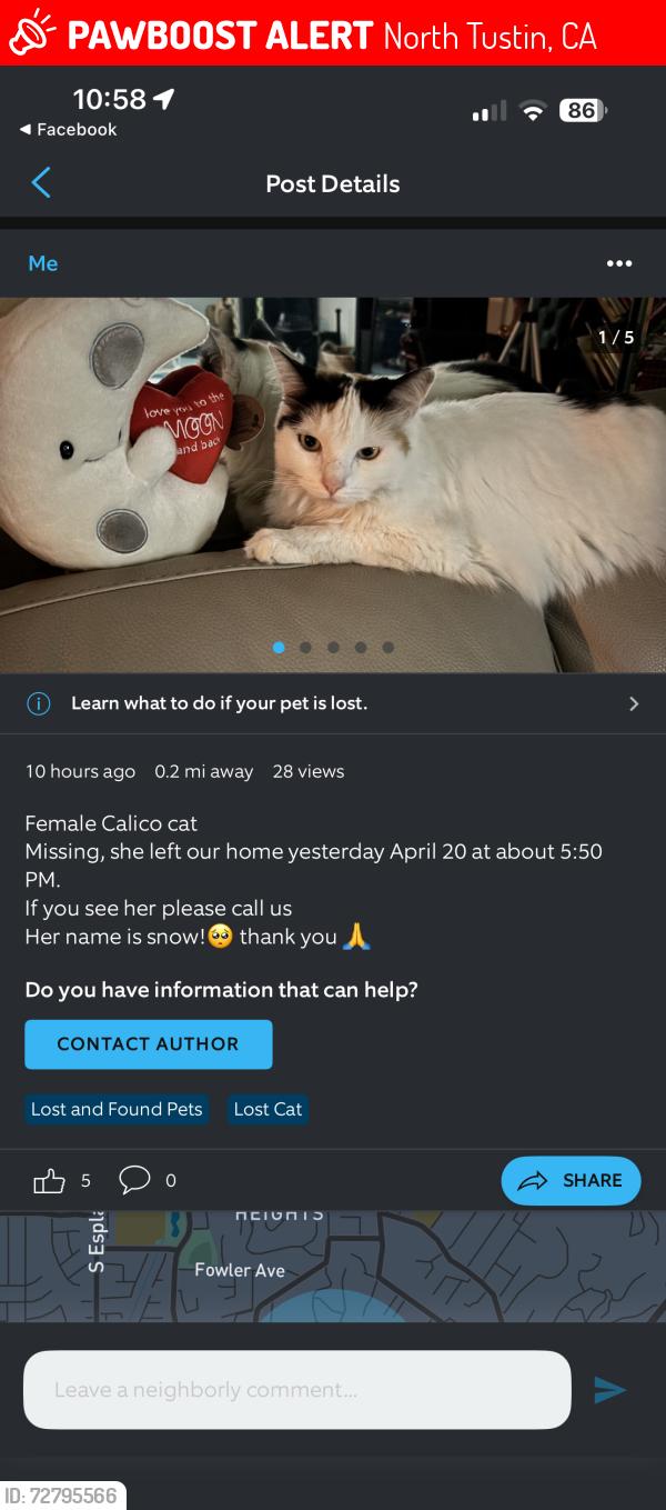 Lost Female Cat last seen Foothill and Orange Knoll Dr, North Tustin, CA 92705