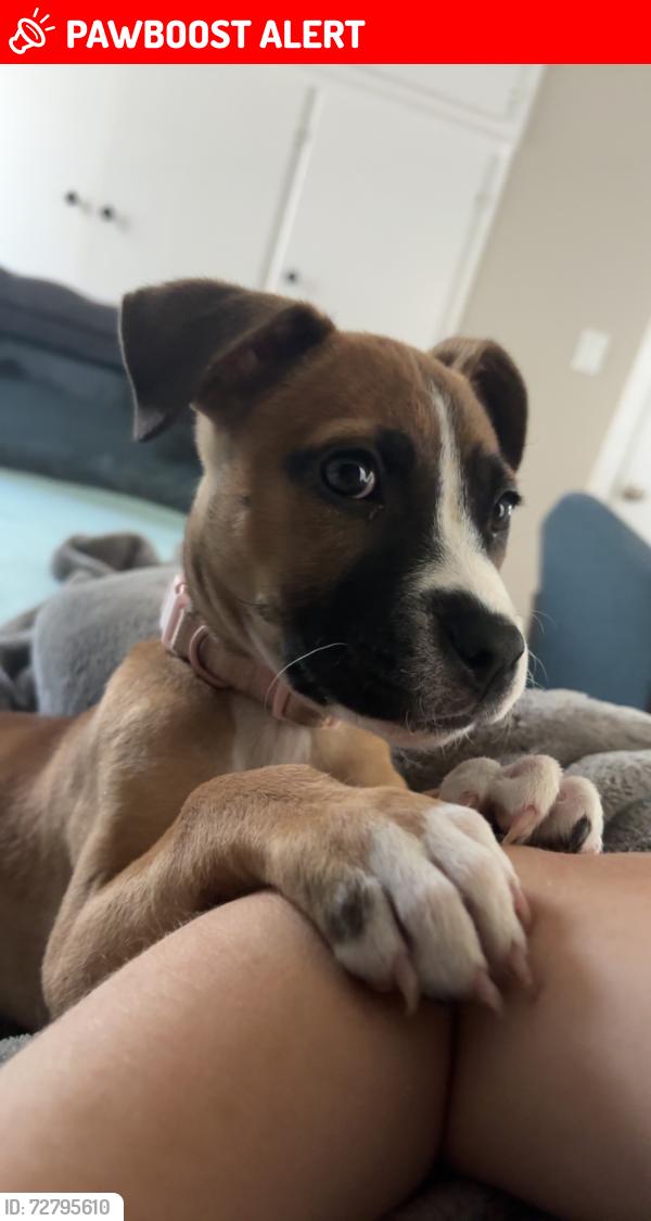 Lost Female Dog last seen Junius Lee rd, Lauderdale County, TN 38063
