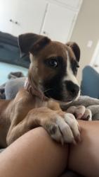 Lost Female Dog last seen Junius Lee rd, Lauderdale County, TN 38063