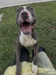 Shelter Stray Male Dog last seen Near BLOCK NW 101ST ST, Doral, FL 33122