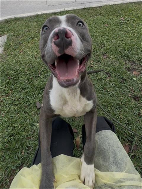 Shelter Stray Male Dog last seen Near BLOCK NW 101ST ST, Doral, FL 33122