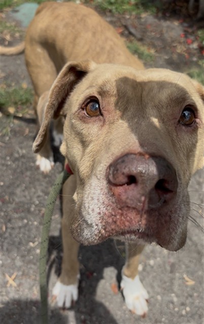 Shelter Stray Female Dog last seen Near BLOCK NW 79 AVE, Doral, FL 33122