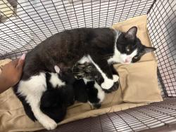 Shelter Stray Female Cat last seen , San Bernardino, CA 92401