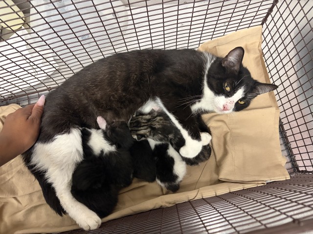 Shelter Stray Female Cat last seen , San Bernardino, CA 92401