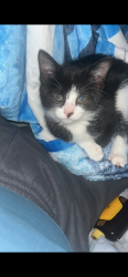 Lost Female Cat last seen Argos Dr, Missouri City, TX 77459