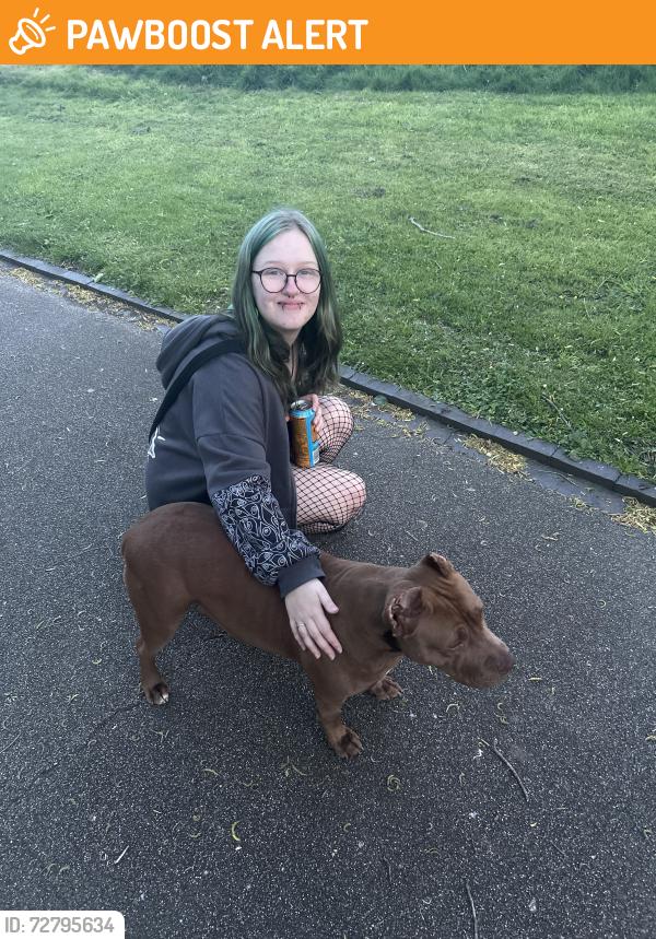 Found/Stray Female Dog last seen In Hanley Park, near college road and avenue road roundabout, Stoke-on-Trent, England 