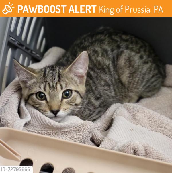 Found/Stray Female Cat last seen Lafayette at Valley Forge, King of Prussia, PA 19406