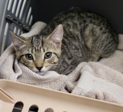 Found/Stray Female Cat last seen Lafayette at Valley Forge, King of Prussia, PA 19406