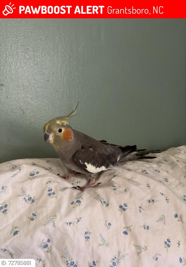 Lost Female Bird last seen Highway 55 & 306 Intersection , Grantsboro, NC 28529