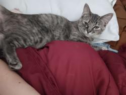 Lost Female Cat last seen redwood rd, Salt Lake City, UT 84116