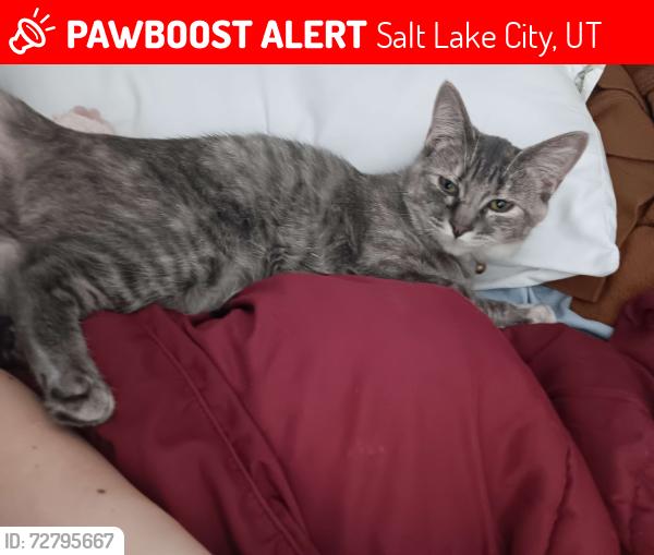 Lost Female Cat last seen redwood rd, Salt Lake City, UT 84116