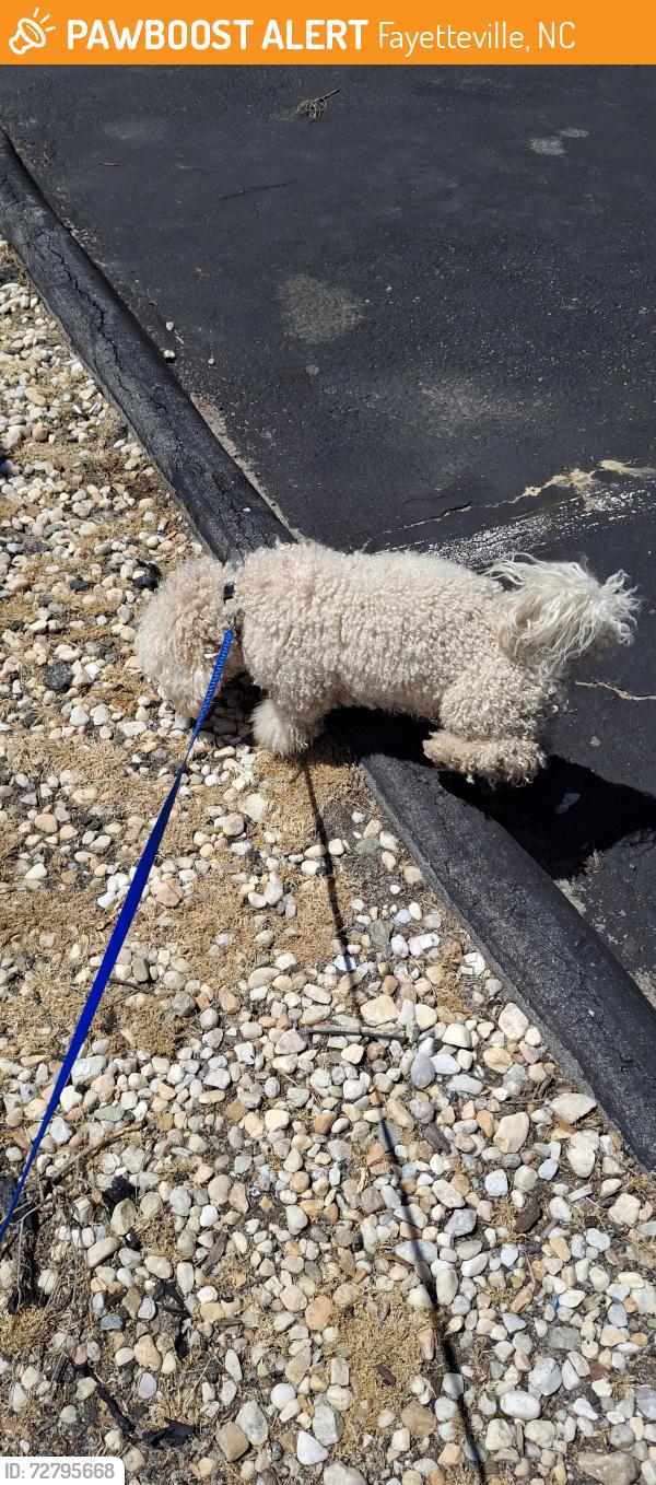Found/Stray Male Dog last seen Brookwood and Sandridge, Fayetteville, NC 28314