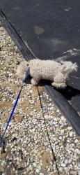 Found/Stray Male Dog last seen Brookwood and Sandridge, Fayetteville, NC 28314