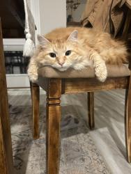 Lost Male Cat last seen Bayou parks neighborhood , Rosenberg, TX 77471