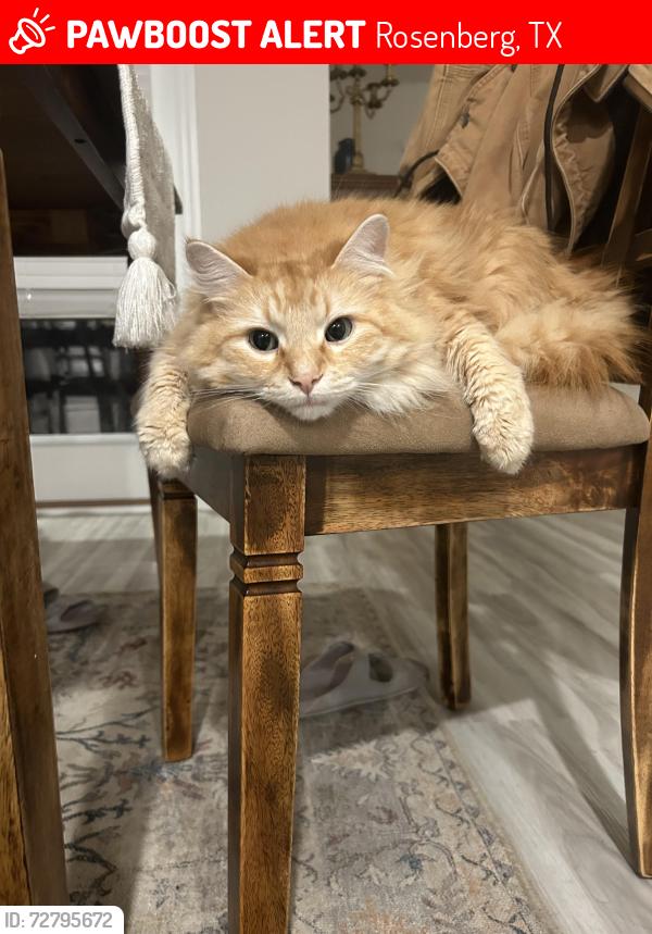 Lost Male Cat last seen Bayou parks neighborhood , Rosenberg, TX 77471