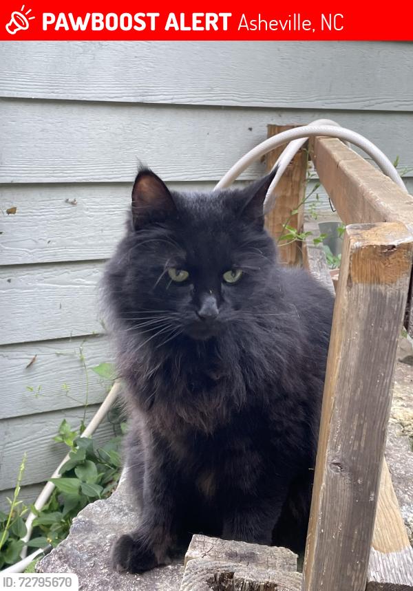 Lost Female Cat last seen hatcher circle, old haywood rd , Asheville, NC 28806