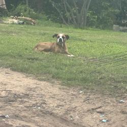 Found/Stray Male Dog last seen NE 36, Oklahoma City, OK 73084