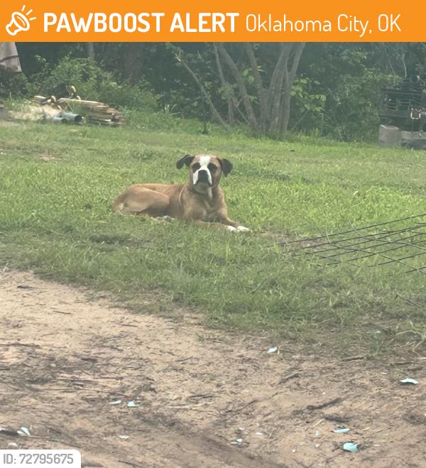 Found/Stray Male Dog last seen NE 36, Oklahoma City, OK 73084