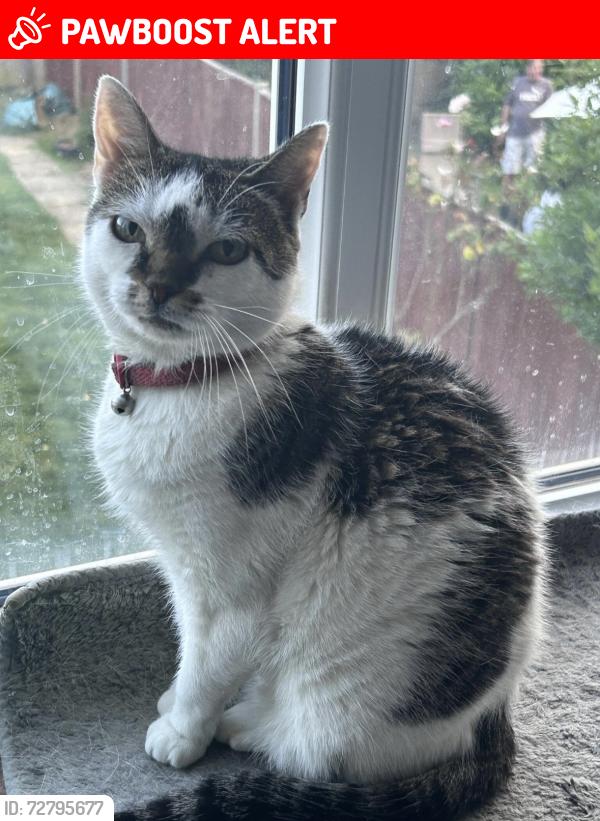 Lost Female Cat last seen SW20 9JE , Greater London, England SW20 9JE