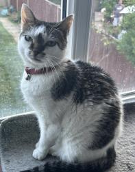 Lost Female Cat last seen SW20 9JE , Greater London, England SW20 9JE