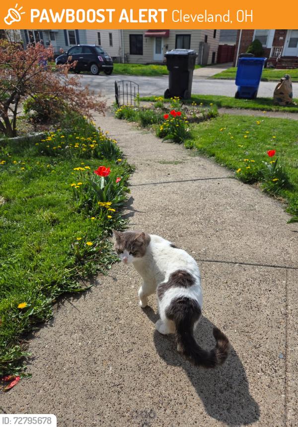 Found/Stray Male Cat last seen W. 140th Street and Clifford Avenue, Cleveland, OH 44111