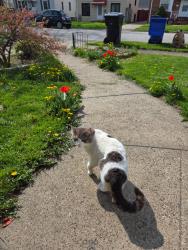 Found/Stray Male Cat last seen W. 140th Street and Clifford Avenue, Cleveland, OH 44111