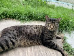 Lost Male Cat last seen Abingdon md, Bel Air South, MD 21009