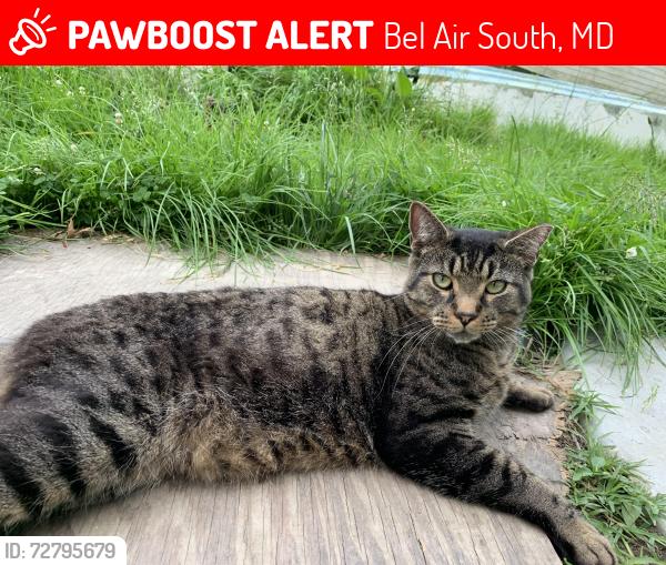 Lost Male Cat last seen Abingdon md, Bel Air South, MD 21009