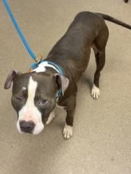 Shelter Stray Male Dog last seen Near Creste Drive Decatur, 30035, 30035, GA, Atlanta, GA 30341