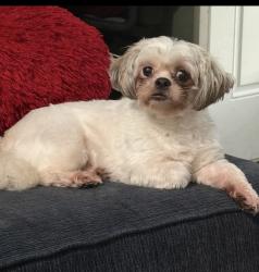 Lost Female Dog last seen Barrington drive , Charlotte, NC 28215