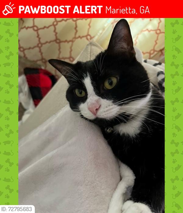Lost Female Cat last seen Near Wonder Lane, Marietta, ga, Marietta, GA 30062