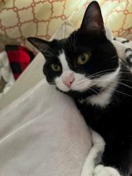Lost Female Cat last seen Near Wonder Lane, Marietta, ga, Marietta, GA 30062