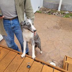 Found/Stray Male Dog last seen S. Jefferson, San Angelo, TX 76901