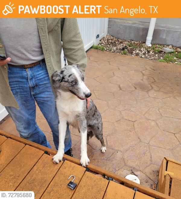 Found/Stray Male Dog last seen S. Jefferson, San Angelo, TX 76901