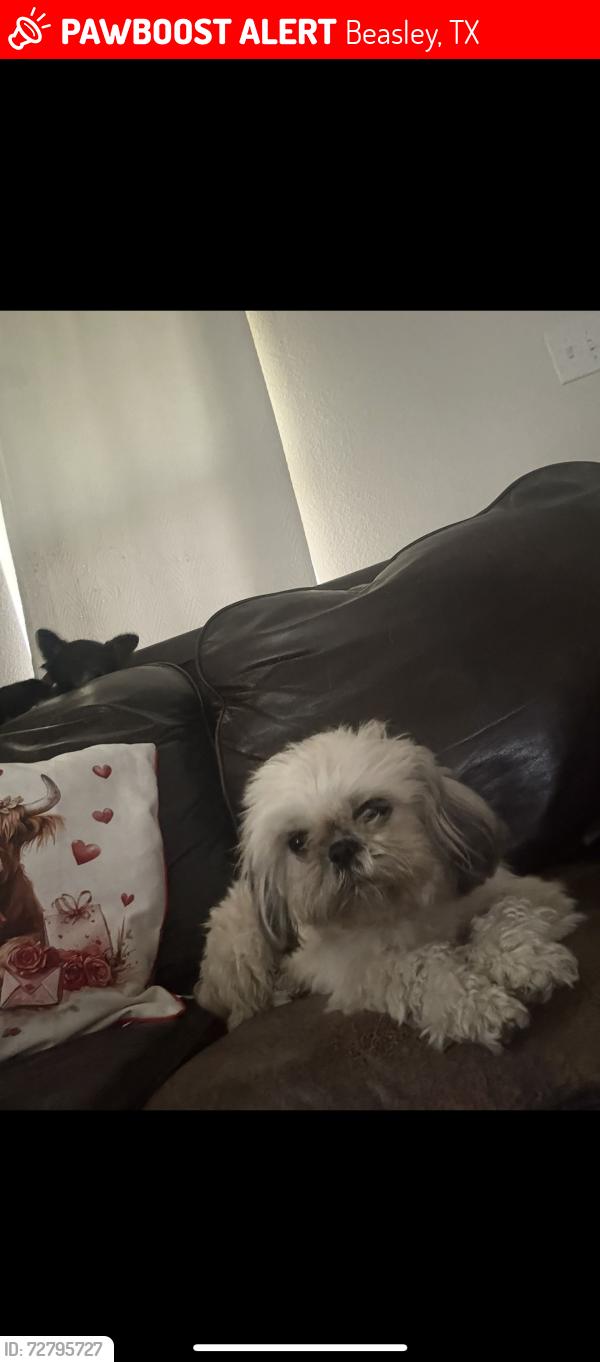 Lost Female Dog last seen 6th and Ave G , Beasley, TX 77417