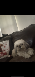 Lost Female Dog last seen 6th and Ave G , Beasley, TX 77417