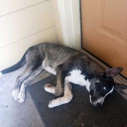 Found/Stray Male Dog last seen Rio de Vida apmts Mission Texas , Mission, TX 75872