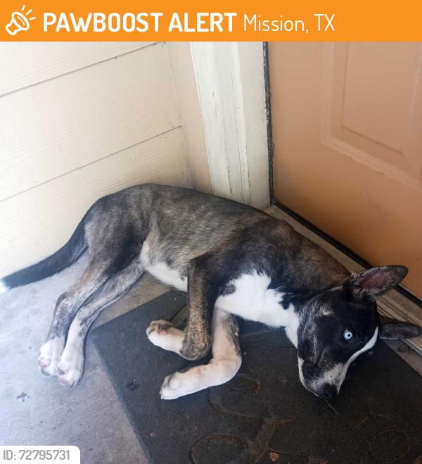 Found/Stray Male Dog last seen Rio de Vida apmts Mission Texas , Mission, TX 75872