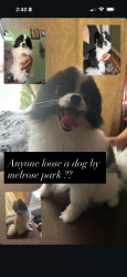 Found/Stray Male Dog last seen 15th and division , Melrose Park, IL 60160