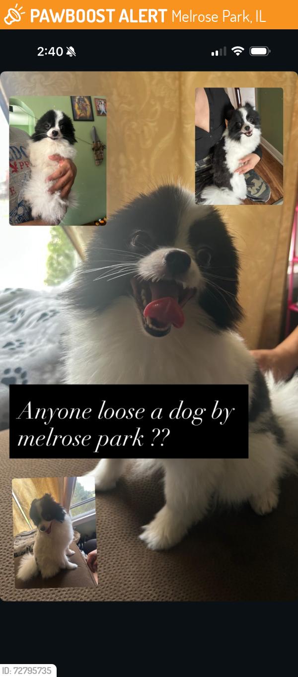 Found/Stray Male Dog last seen 15th and division , Melrose Park, IL 60160