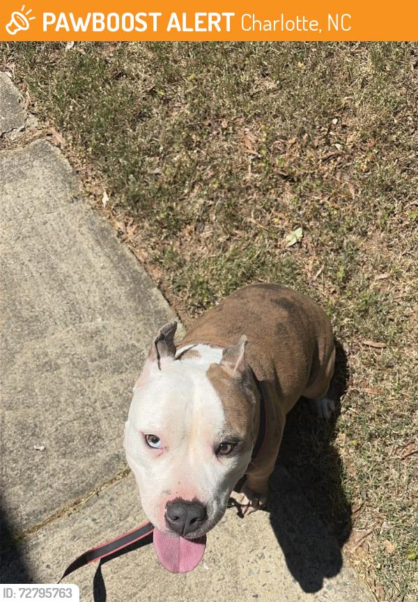 Found/Stray Male Dog last seen Marlwood Cir Charlotte Nc 28227, Charlotte, NC 28227
